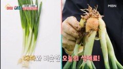 양파의 달큰한 맛과 대파의 부드러운 식감을 합친 양대파 MBN 260119 방송