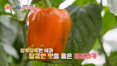 알록달록한 색과 달콤한 맛을 품은 파프리카 MBN 260126 방송