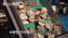 바다에서 피어난 붉은 보석! 겨울 가리비 양식 현장 MBN 260128 방송