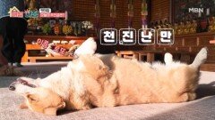 ’보살견‘ 대가족이 절에 살게 된 사연은? MBN 260129 방송