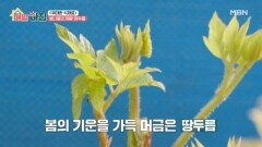 봄의 기운을 가득 머금은 봄나물의 제왕! 땅두릅 MBN 260209 방송