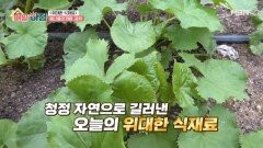 향으로 먼저 반하는 봄나물의 제왕, 곰취! 수확 방법은? MBN 260413 방송