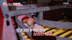 일상 속 프리미엄 건강, 신선한 달걀을 비밀 MBN 260420 방송