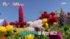 ＜여행의 기술＞ 꽃과 식물이 가득한 낭만있는 태안 여행! MBN 260429 방송