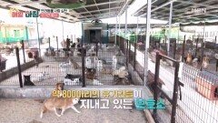 도움의 손길이 간절한 유기견 보호소에서의 봉사 활동! MBN 260430 방송