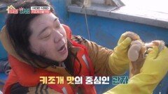 서해의 보물, 제철 맞은 키조개 선별 작업 MBN 260504 방송