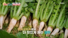 초여름 입맛 해결사, 제철 맞아 아삭함 품은 열무 MBN 260601 방송