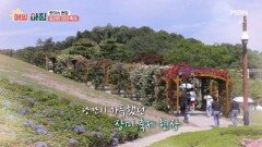 ＜핫이슈 현장＞ 여름의 낭만이 가득한 축제! 임실N장미축제 MBN 260617 방송