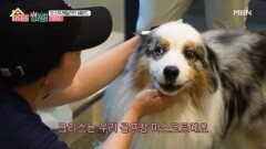 골프장의 마스코트?! 오스트레일리안 셰퍼드 ’크리스’ MBN 260618 방송