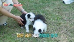 펫테랑이 알려주는 반려견 가족의 건강한 합사 방법은? MBN 260618 방송