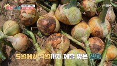 알싸함과 달콤함을 품은 천연 조미료, 양파 MBN 260622 방송