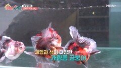 금붕어도 개성시대, 개량종 금붕어 수테크 MBN 260622 방송