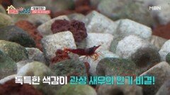 독특한 색감이 매력적인 관상 새우 수테크 MBN 260622 방송