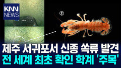 제주서 발견된 ′신종′ 쏙류 세계 최초 서식 확인에 ′들썩′ / KNN