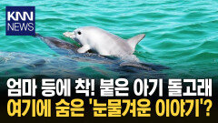 ＂그냥 귀여운 줄 알았는데＂ 숨겨진 엄마 돌고래의 비밀? / KNN