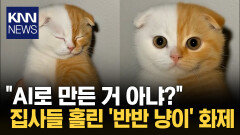 ＂귀여움에 치명상 입었다＂ 사람 홀리는 ′반반 고양이′ 눈길 / KNN