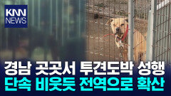 끊이지 않는 투견도박, 대안 없나