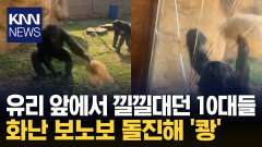 동물원 유리창 앞에서 도발 보노보 분노 폭발 돌진 ′충격′ / KNN