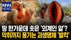 SF 영화 속 괴생명체 실사판? 네티즌 경악한 ′기묘한 식물′ / KNN