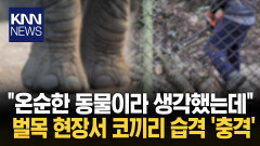 ＂공격에서 분노가 느껴졌다＂ 코끼리 습격에 ′발칵′ 무슨 일?/ KNN