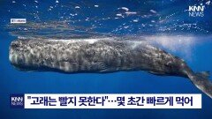 포유류 고래 ′모유 수유′ 목격 ＂바다서 펼쳐진 신비한 장면＂ / KNN