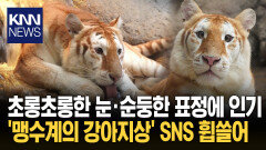 ＂내가 바로 태국 푸바오?＂ 희귀 황금 호랑이 ′화제′/ KNN