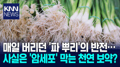 지저분한 파 뿌리, 일본서 ′약재′? 기막힌 ′천연 보약′ 활용법, 뭐길래 / KNN
