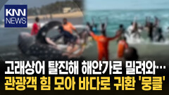 고래상어 탈진해 ′기절 직전′ 시민들 협심해 바다로 밀자… / KNN