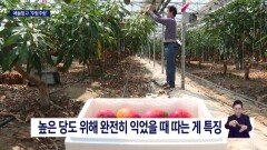 ′달콤한 열대의 맛′ 통영 애플망고의 유혹