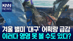 [현장]사라진 ′거제 대구′ 어획량도, 소비도 급감