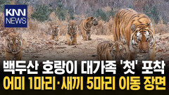 야생 백두산 호랑이 ′포착′ 6마리 ′대가족′ 늠름한 자태 / KNN