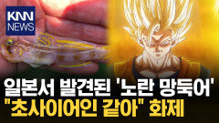 ＂드래곤볼Z 손오공인 줄＂ ′슈퍼 사이언′ 이름 얻은 망둑어 / KNN