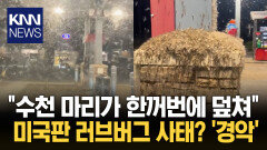 수천 마리 한꺼번에 덮쳤다…주유소 아수라장 만든 정체 / KNN
