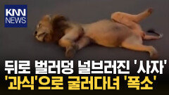 다리 쭉 뻗고 도로 ′뒹굴′거린 사자 ＂과식한 명절 때 내 모습 같아＂ 폭소/ KNN