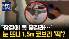 ＂자는데 목 위로 뱀이 슥…?＂ 코브라 난입에 호텔 ′발칵′ / KNN