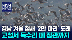 고성 독수리 장관 겨울철새 도래에 우려도