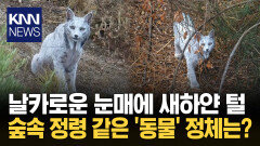 자연이 꽁꽁 숨겨온 기적의 동물? 세계 최초 순백의 ′스라소니′ 공개 / KNN