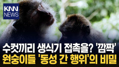 ＂영장류 동성애 지극히 정상＂ 학회 ′충격적′ 보고에 말문 ′턱′ / KNN
