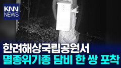 한려해상국립공원에 멸종위기종 담비 한 쌍 포착