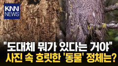 ＂감쪽같아 찾는 데 한참 걸려＂ 발견하면 시력 5.0? 뭐길래/ KNN