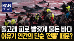 돌고래 무차별 학살에 피로 철철 ＂수백 년 전통＂ 처참한 상태 ′경악′ / KNN