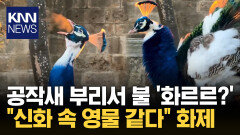 ＂애니메이션의 한 장면 같다＂ 불 뿜으며 울부짖는 공작새 ′신비′/ KNN