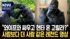 "등짝 맞고 나온 남편 표정?" 사색에 잠긴 고릴라 표정 ′폭소′ / KNN