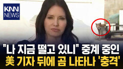 ′곰 습격 사건′ 중계하던 기자 ＂진짜 곰이 나타났다＂ 충격 / KNN