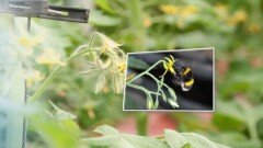 ′K- 뒤영벌′ 국산화 넘어 세계 시장 겨냥