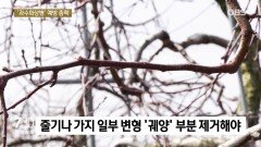 농촌진흥청, ′과수화상병′ 예방 총력