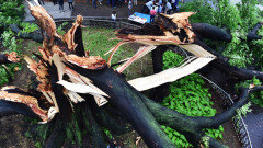 ′수원 수호신′ 500년 영통 느티나무, 장맛비에 세갈래로 쪼개져