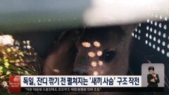 세계 최대 연 축제, 덴마크 하늘에 2만5천 개 연 띄워