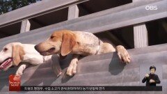 홍콩 100년 찻집 클럽 변신…이색 파티 ′딤섬 레이브′