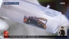 美 워싱턴주 ′살인 말벌′ 박멸 발표